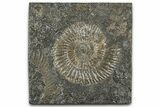 Dactylioceras Ammonite Fossil - Posidonia Shale, Germany #358353-1